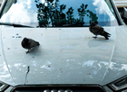 Bird droppings on car